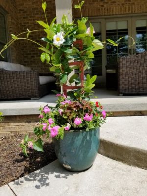 potted plant arrangement